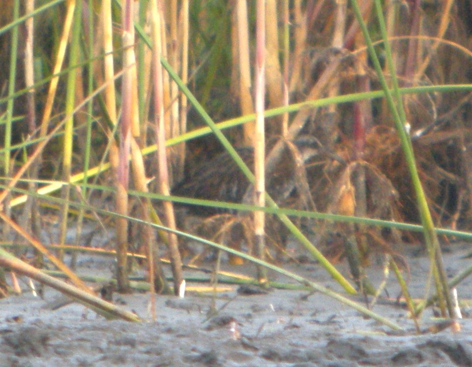 DSCN8353 c Virginia Rail TNC Kankakee Sands IN 10-8-2015