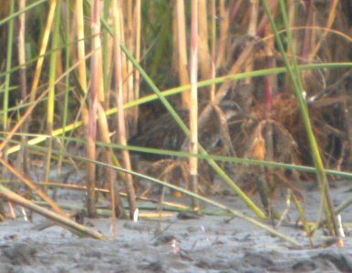 DSCN8353 c Virginia Rail TNC Kankakee Sands IN 10-8-2015