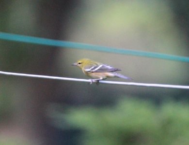 IMG 1817 c Bay-breasted Warbler Hse Kankakee IL 9-5-2015
