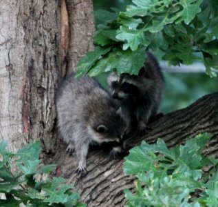 IMG 1787 c Raccoon Hse Kankakee IL 9-4-2015