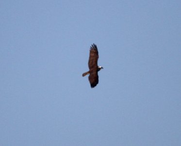 IMG 2416 c Osprey River Rd Park Kankakee IL 9-16-2016