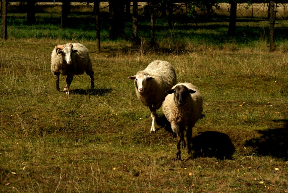 Sony Alpha A230 with Helios-44-2 - Sheep 1