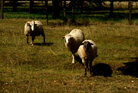 Sony Alpha A230 with Helios-44-2 - Sheep 1