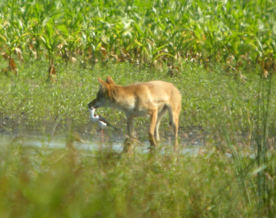 DSCN7879 c Coyote Black-necked Stilt Whispering Willows Kankakee Co IL 8-12-2015