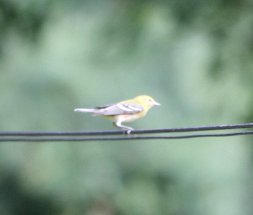 IMG 3275 c Bay-breasted Warbler Hse Kankakee IL 9-28-2015