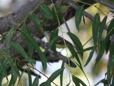 IMG 2378 c Bell's Vireo Willow Slough FWA IN 9-15-2015