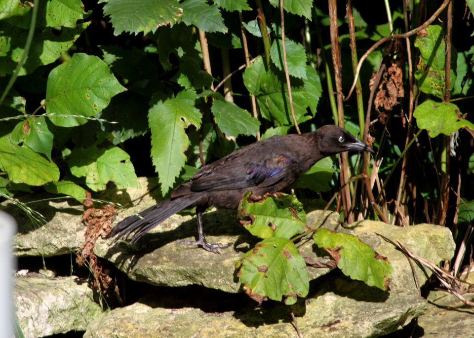 IMG 0867 (2) c Common Grackle Hse Kankakee IL 8-1-2015