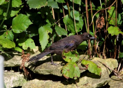 IMG 0867 (2) c Common Grackle Hse Kankakee IL 8-1-2015