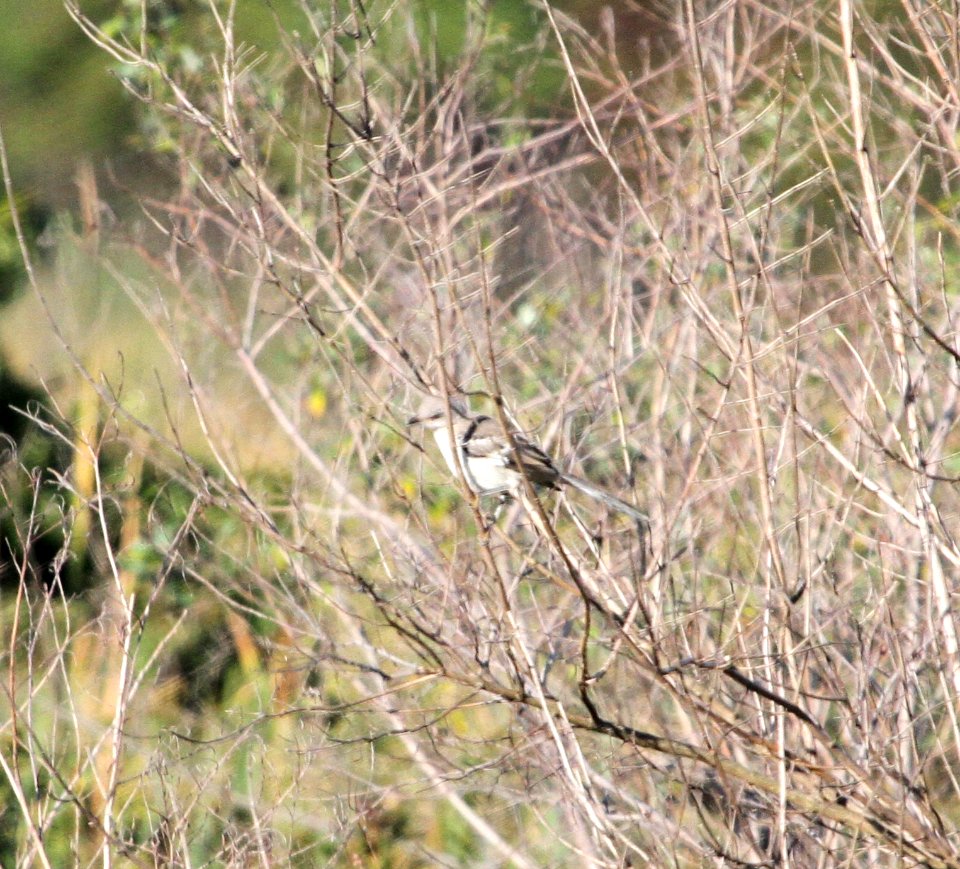IMG 2922 c Northern Mockingbird Willow Slough FWA IN 9-23-2015