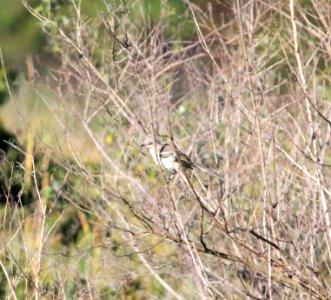 IMG 2922 c Northern Mockingbird Willow Slough FWA IN 9-23-2015