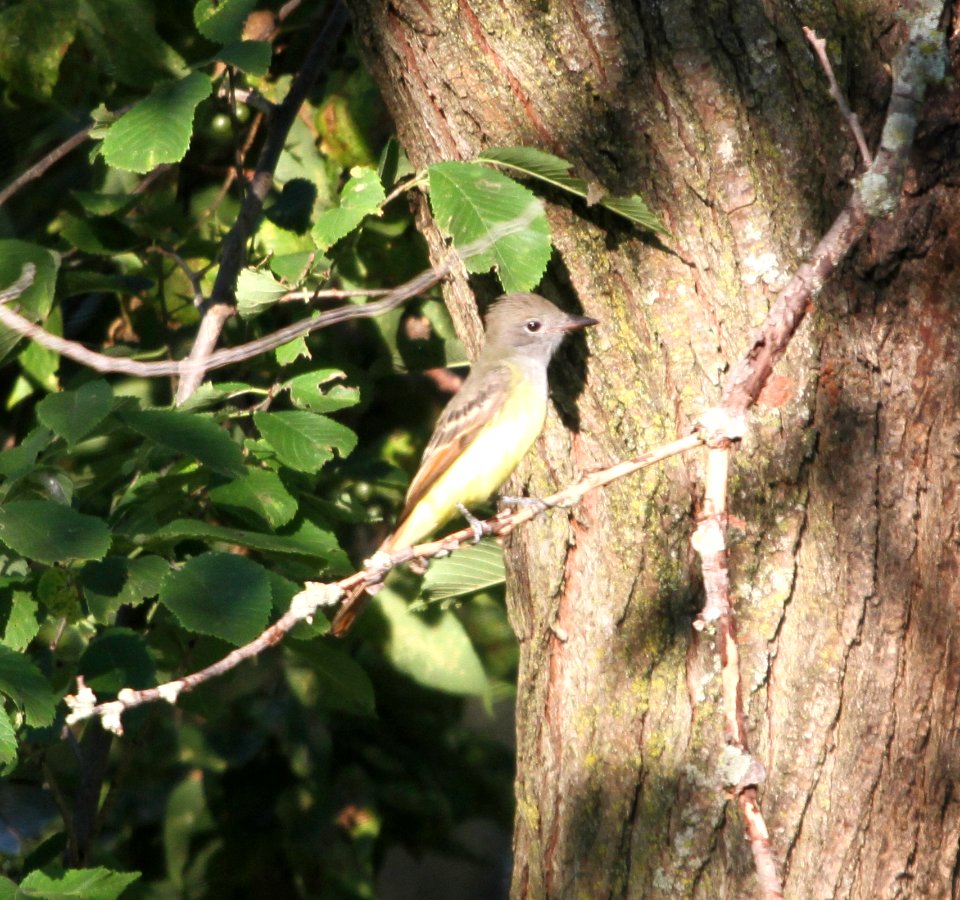 IMG 1259 c Great Crested Flycatcher Perry Farm Bourbonnais IL 8-22-2015