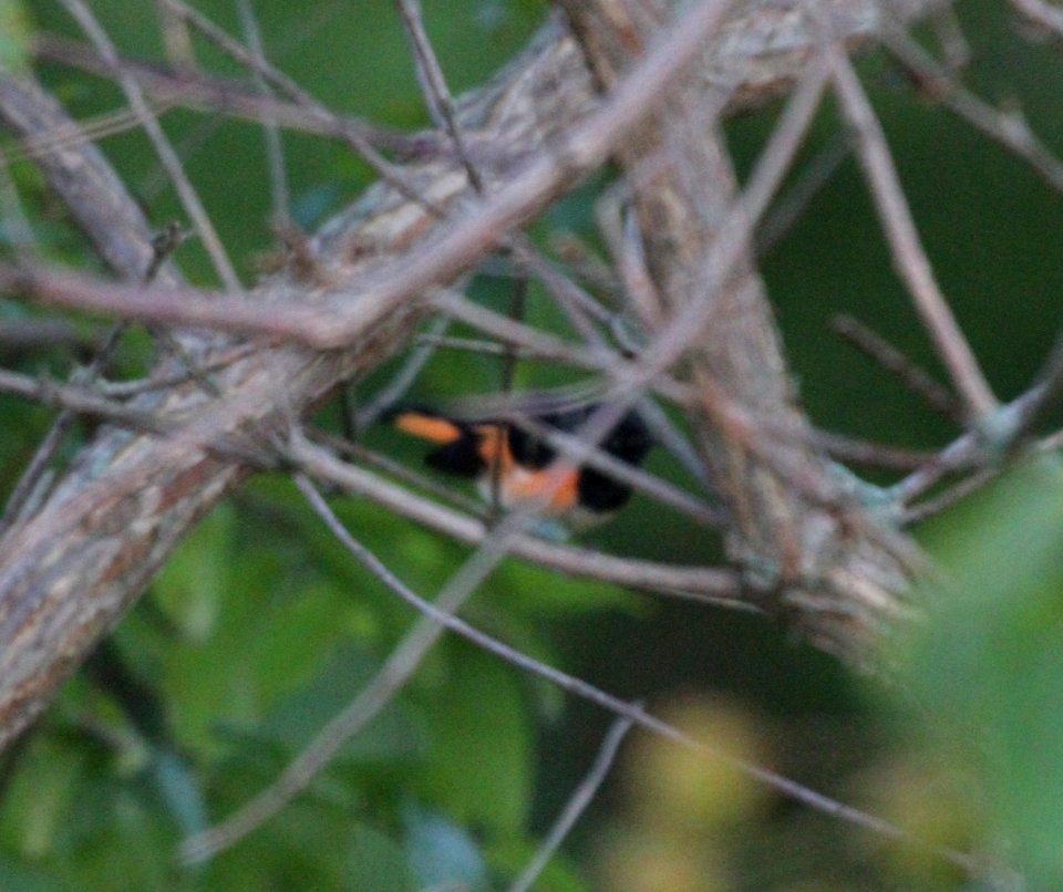 IMG 0985 c American Redstart  LaSalle FWA IN 8-7-2015