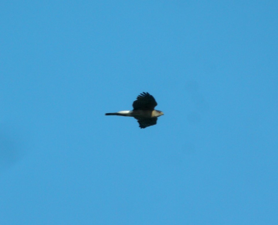 DSCN6376 c Cooper's Hawk Kankakee IL 4-29-2015