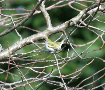 IMG 2433 c Chestnut-sided Warbler Hse Kankakee IL 9-17-2015