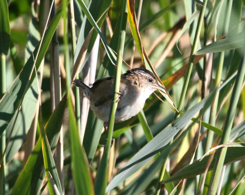 IMG 2816 c Marsh Wren LaSalle FWA IN 9-21-2015