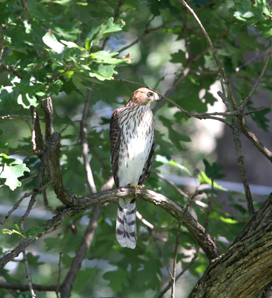 IMG 1224 c Cooper's Hawk Hse Kankakee IL 8-21-2015
