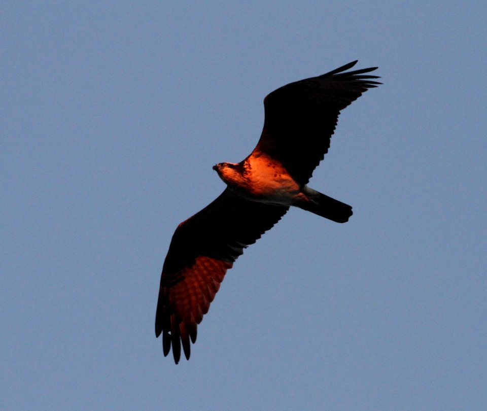 IMG 2174 c Osprey Kankakee IL 9-14-2015