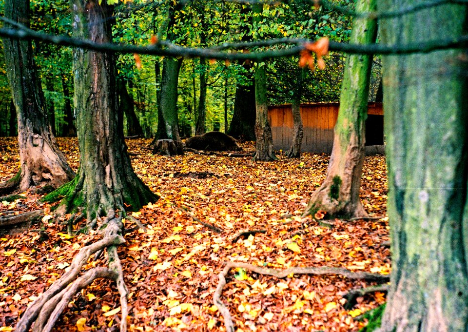 Kiev 4 + Jupiter-11 - Visit of Game Preserve in Kohoutovice