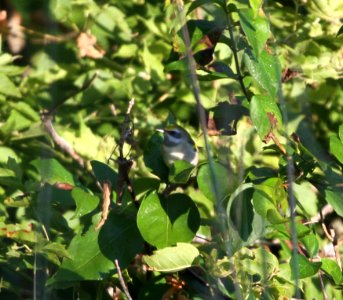 IMG 1264 c Golden-Winged Warbler Perry Farm Bourbonnais IL 8-22-2015