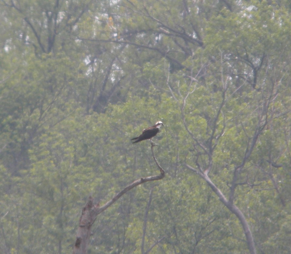 DSCN7276 c Osprey LaSalle FWA IN 6-15-2015