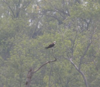 DSCN7276 c Osprey LaSalle FWA IN 6-15-2015