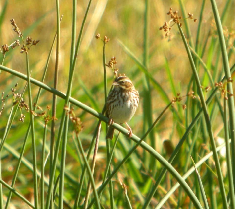 DSCN8440 c Savannah Sparrow Whispering Willows Kankakee Co IL 10-10-2015
