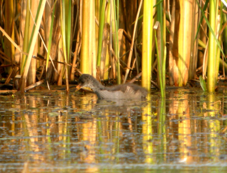 DSCN8102 c American Coot Kankakee Sands IN 8-28-2015
