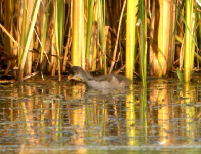 DSCN8102 c American Coot Kankakee Sands IN 8-28-2015