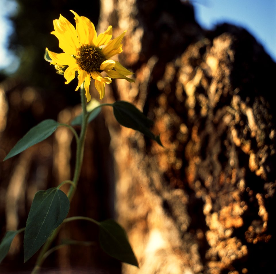 Kiev-80 with MIR-38V 3,5/65 - Evening Flower 1