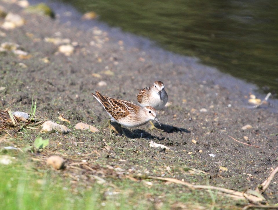 IMG 1908 c Least Sandpiper Whispering Willows Kankakee Co IL 9-6-2015