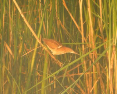 DSCN7884 c Least Bittern TNC Kankakee Sands IN 8-13-2015