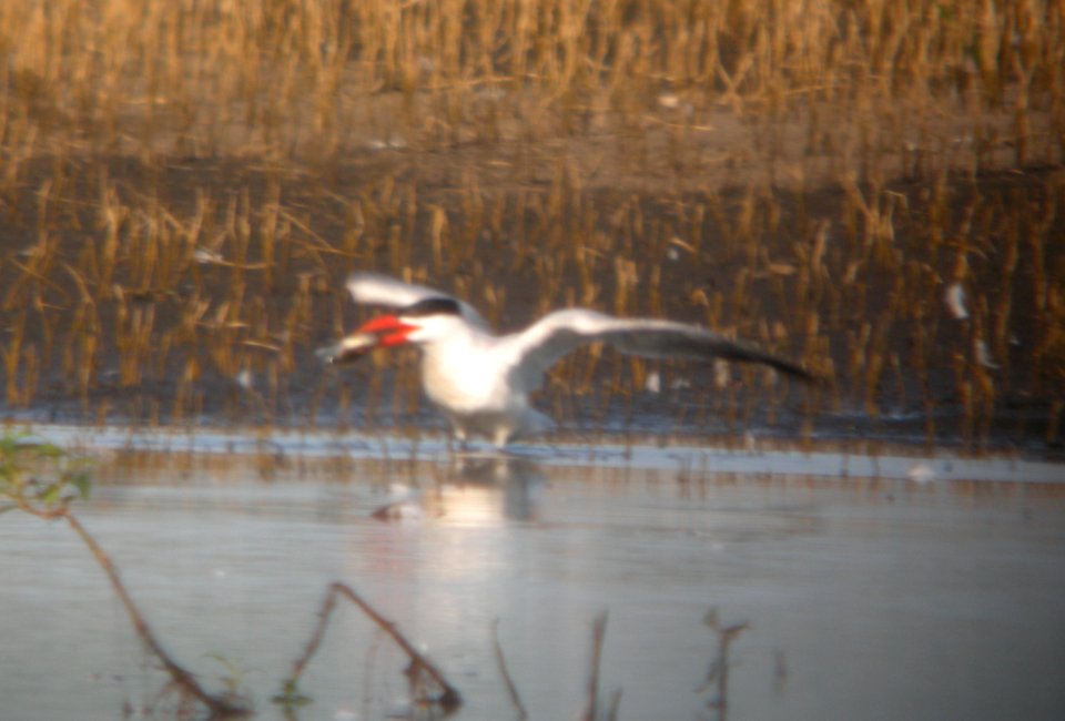 DSCN7773 c Caspian Tern Whispering Willows Kankakee IL 8-5-2015