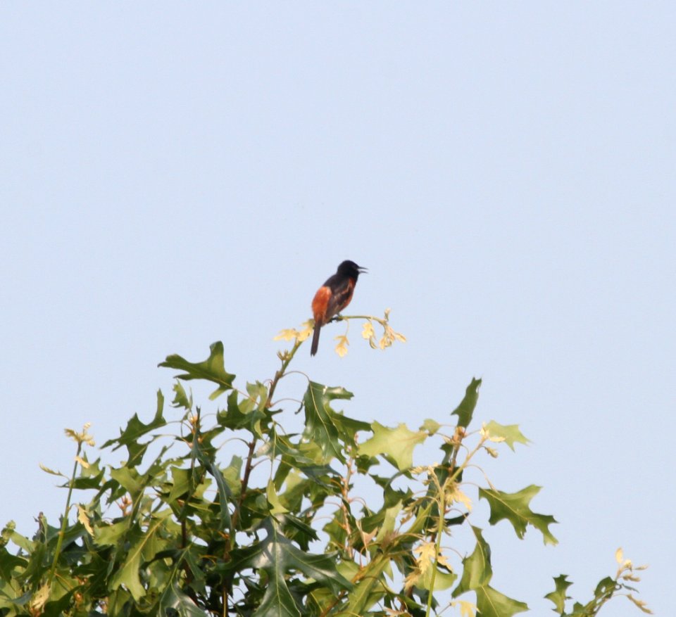 IMG 0282 c Orchard Oriole Pembroke Twp Kankakee Co IL 7-4-2015