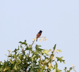 IMG 0282 c Orchard Oriole Pembroke Twp Kankakee Co IL 7-4-2015
