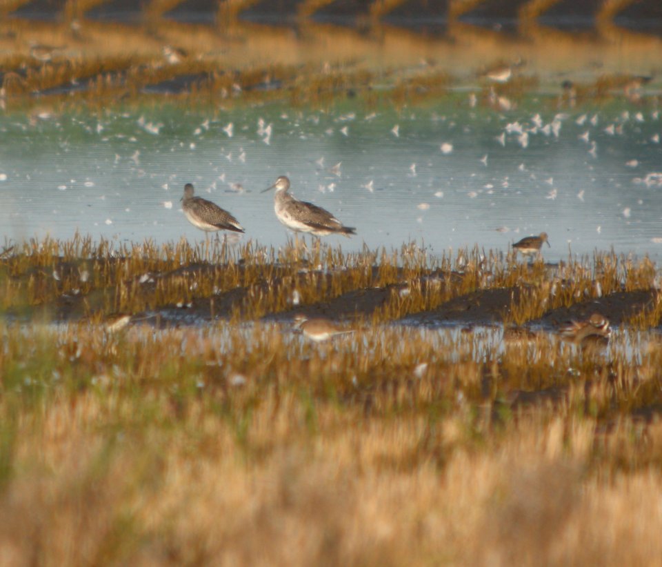 DSCN7767 c Greater Yellowlegs Whispering Willows Kankakee IL 8-5-2015