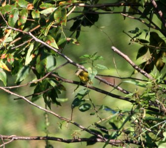 IMG 2064 c Nashville Warbler Heiland Forest Preserve Kankakee Co IL 9-10-2015