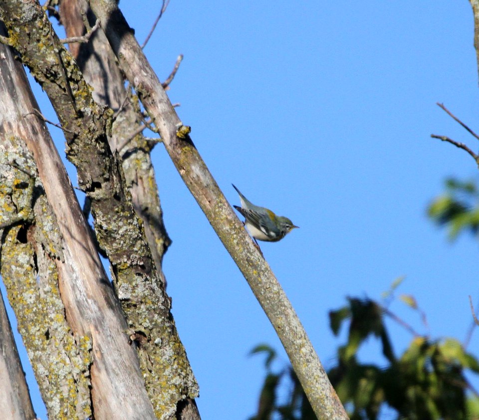 IMG 1313 c Northern Parula Perry Farm Bourbonnais IL 8-22-2015