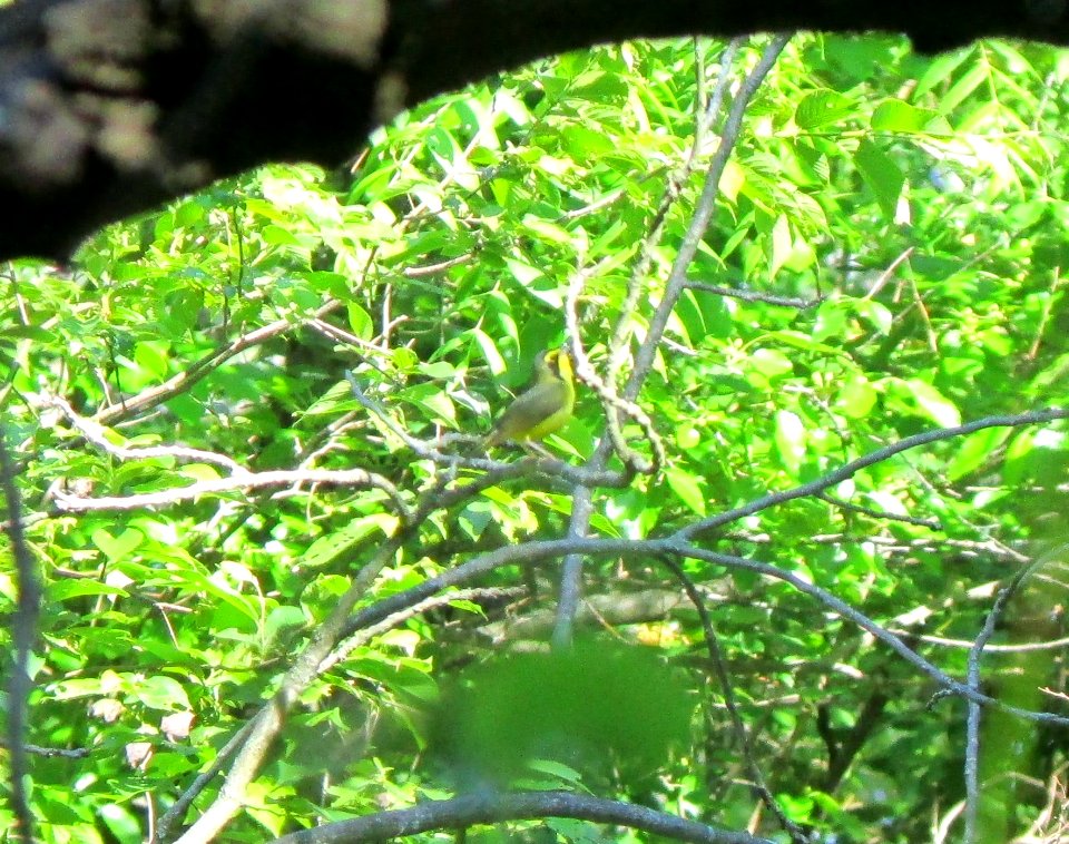 IMG 1615 c Kentucky Warbler Kankakee River SP (Kankakee Co) IL 6-2-2015