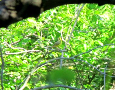 IMG 1615 c Kentucky Warbler Kankakee River SP (Kankakee Co) IL 6-2-2015