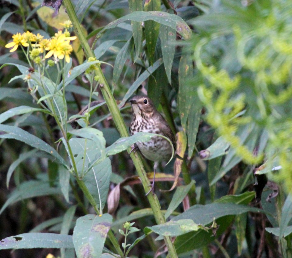 IMG 1780 c Swainson's Thrush Hse Kankakee IL 9-4-2015 (2)
