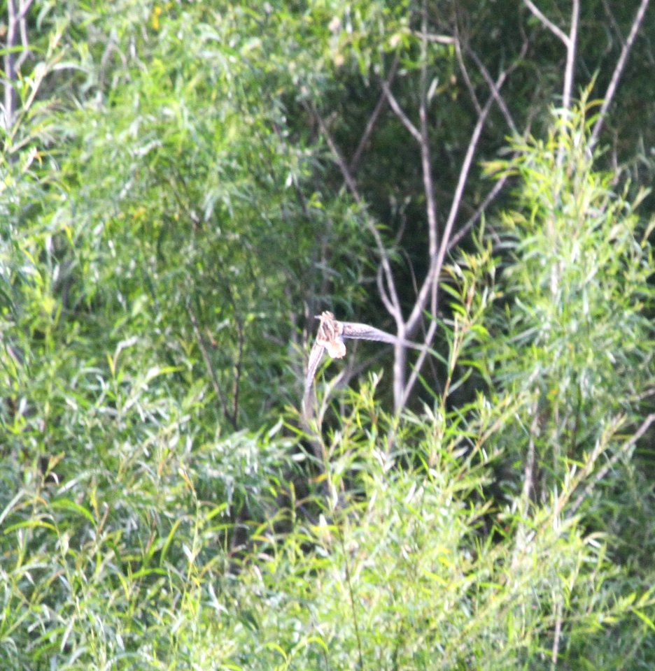 IMG 0976 c Wilson's Snipe Whispering Willows Kankakee Co IL 8-6-2015