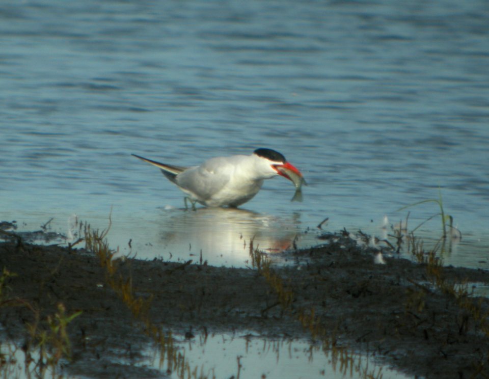 DSCN7804 c Caspian Tern Whispering Willows Kankakee IL 8-6-2015