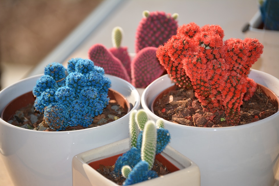 Potted succulent pot