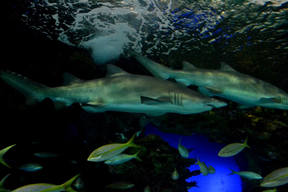 animal: sealife