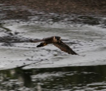 IMG 1161 c Peregrine Falcon Metro Sewer Kankakee IL 8-19-2015