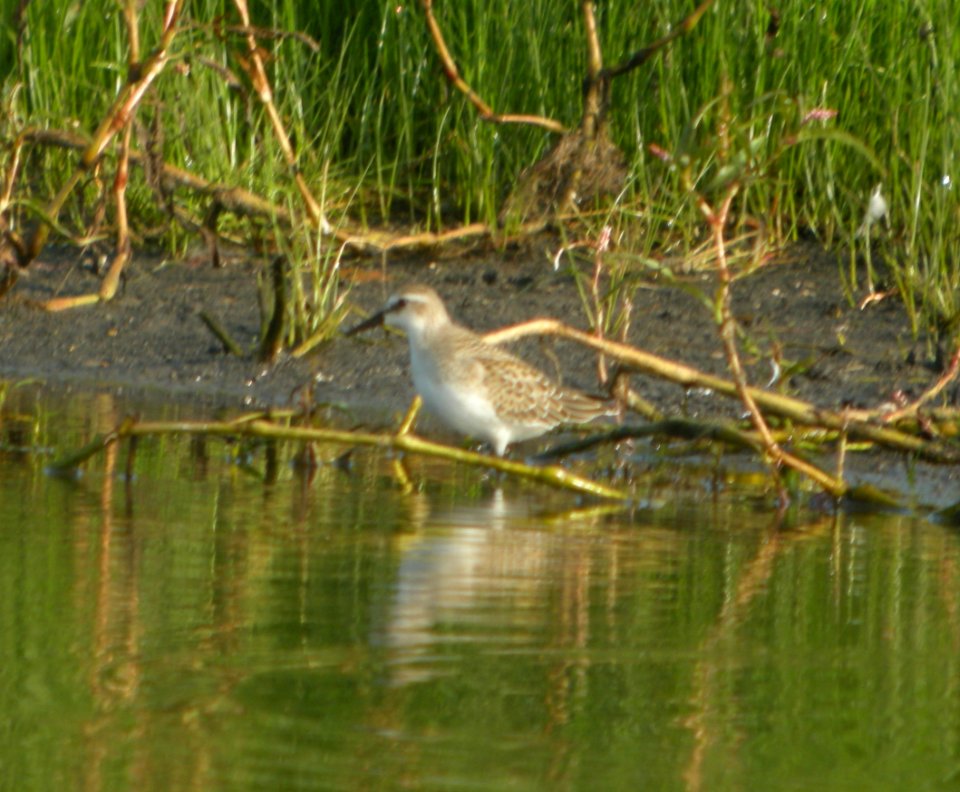 DSCN8073 c Semipalmated Sandpiper Whispering Willows Kankakee Co IL 8-27-2015