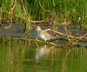 DSCN8073 c Semipalmated Sandpiper Whispering Willows Kankakee Co IL 8-27-2015