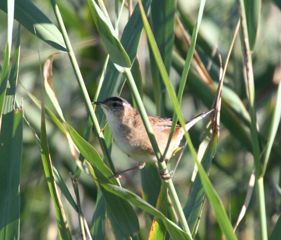 IMG 2809 c Marsh Wren LaSalle FWA IN 9-21-2015