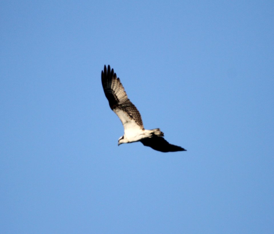 IMG 1741 c Osprey Kankakee IL 9-4-2015