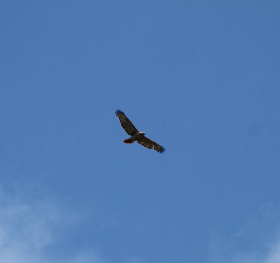 IMG 0852 (2) c Red-tailed Hawk Dam Kankakee IL 8-1-2015